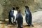 pinguinet