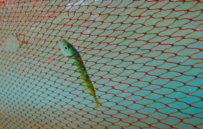 “DokuFesti” i pathyeshëm me 99 filma garues në botën e trazuar