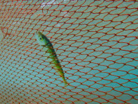 “DokuFesti” i pathyeshëm me 99 filma garues në botën e trazuar