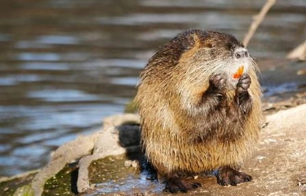 nutria