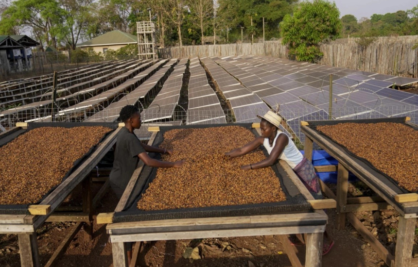 Nxehtësia godet kulturat e kafesë, “excelsa” mund të jetë një ditë pija juaj