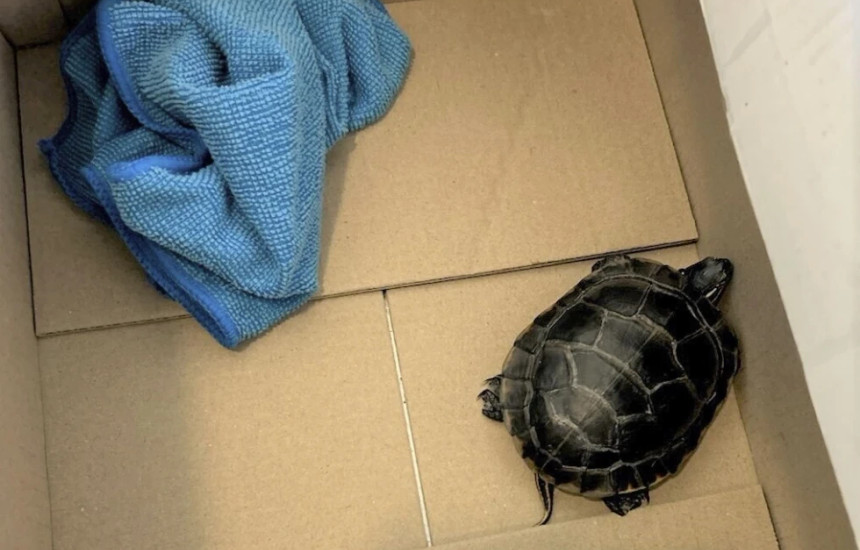 Burri kapet me breshkën në pantallona gjatë kontrollit në aeroport