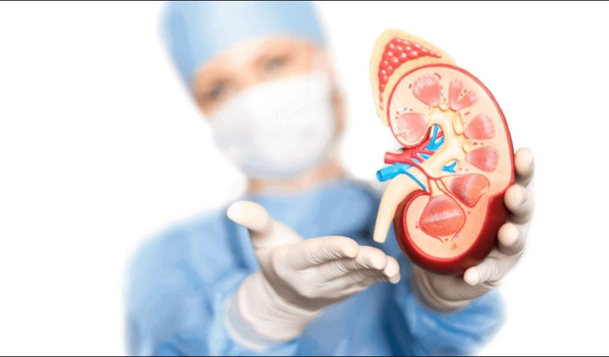 Shëndeti i veshkave