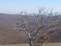 Bukuritë e malit të Kuçicës që po tërheqin vizitorët vendorë