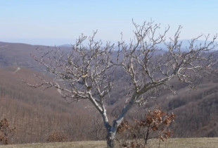 Bukuritë e malit të Kuçicës që po tërheqin vizitorët vendorë