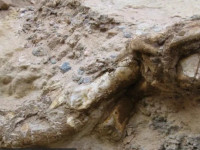 Specia e quajtur Duonychus tsogtbaatari ishte unike në një grup dinozaurësh të njohur si therizinosaurs, të cilët qëndronin në këmbët e tyre të pasme