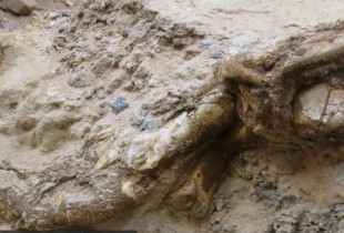 Specia e quajtur Duonychus tsogtbaatari ishte unike në një grup dinozaurësh të njohur si therizinosaurs, të cilët qëndronin në këmbët e tyre të pasme