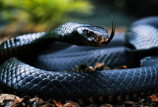 mamba