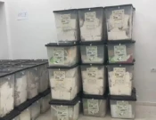 Votat-Shqipëri