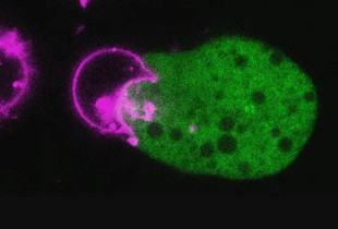 Ameba (e gjelbra) duke sulmuar një qelizë njerëzore. Fotografi nga Katherine Ralston, Universiteti i Kalifornisë.