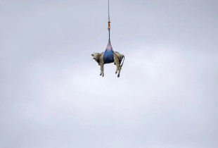 Në Zvicrën lopët evakuohen me helikopter