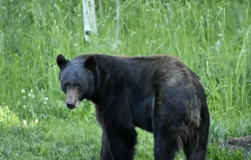 Policia njofton se janë larguar arinjtë nga fshati Bellobrad i Dragashit