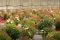 agrocoop