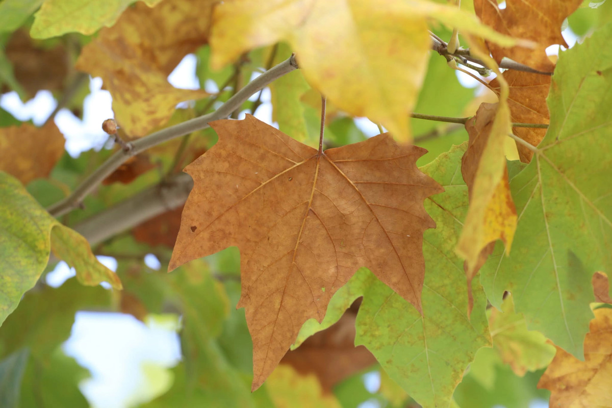 Parashikimi i motit për javën e ardhshme