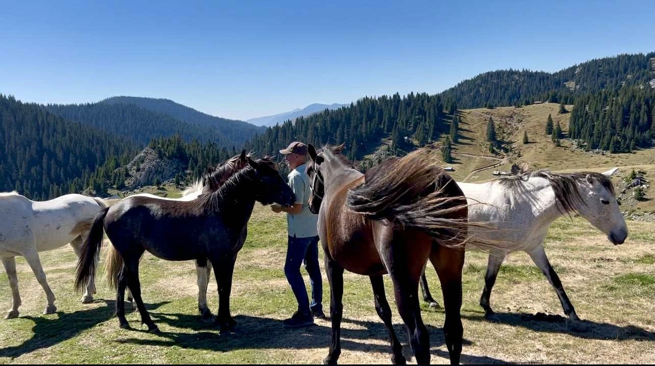 Sonte në “Jeta”: Gjin Shatri, banori që i jep jetë Corrovodës me 12 kuajt e tij