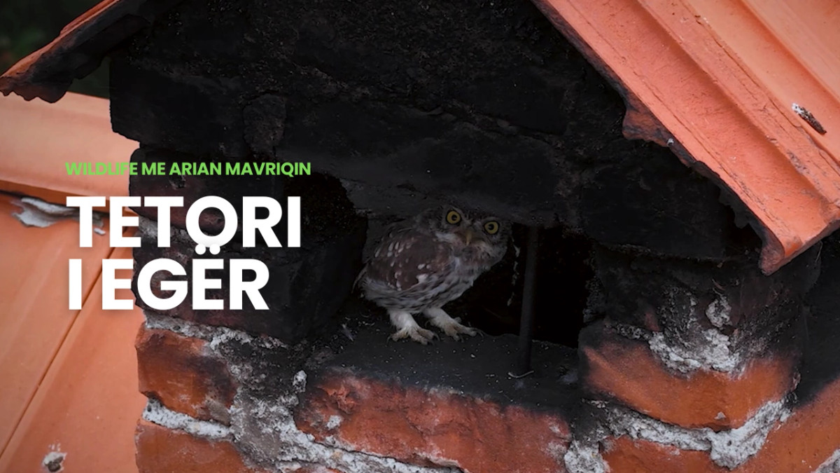 Tetori i egër  kur natyra ndryshon ritmin