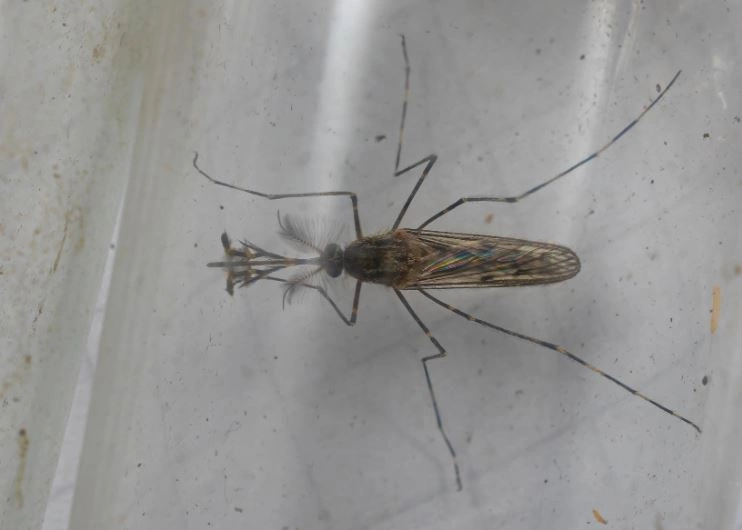 Mushkonja mashkull, fotografuar nga Björn Hjaltason