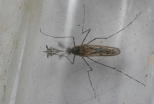 Mushkonja mashkull, fotografuar nga Björn Hjaltason