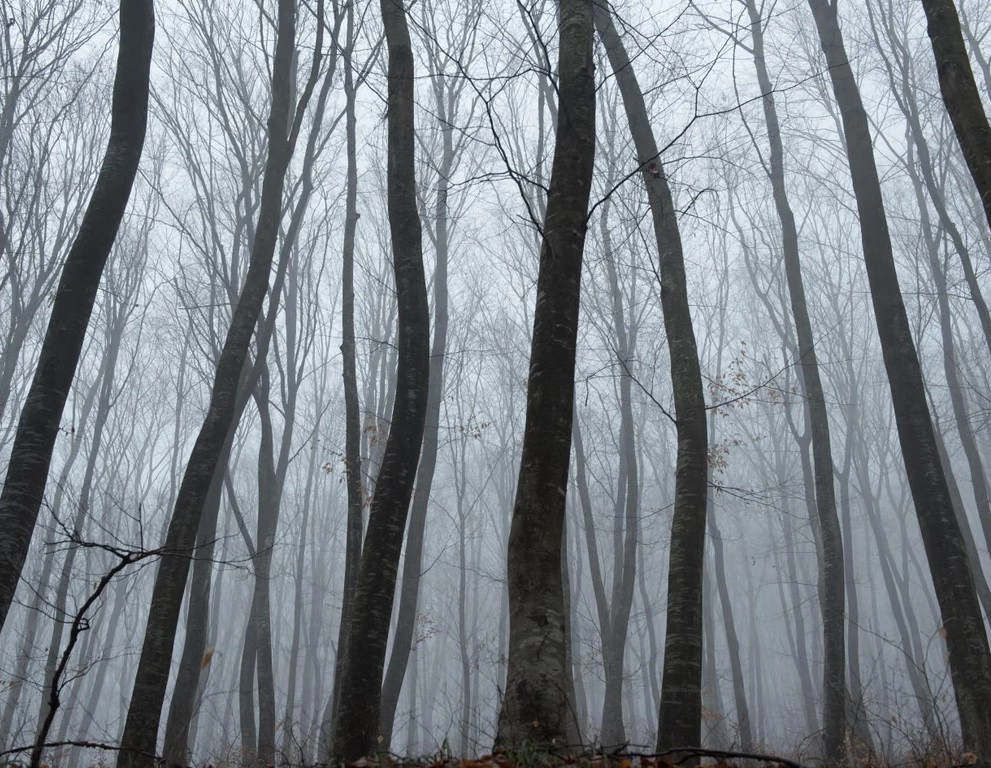 “Pylli më i frikshëm në botë”: Pemë të shtrembëruara, UFO dhe tregime rrëqethëse në Transilvani