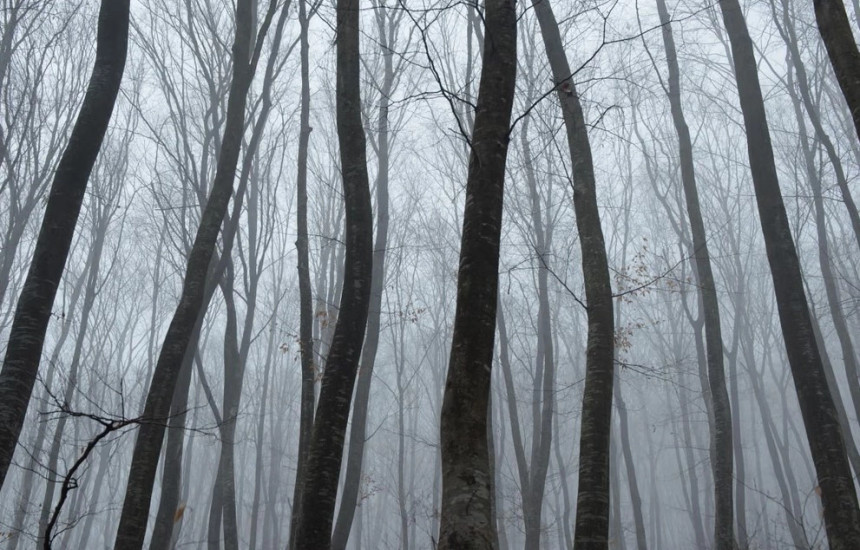 “Pylli më i frikshëm në botë”: Pemë të shtrembëruara, UFO dhe tregime rrëqethëse në Transilvani