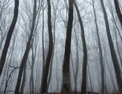 “Pylli më i frikshëm në botë”: Pemë të shtrembëruara, UFO dhe tregime rrëqethëse në Transilvani