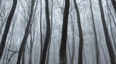 “Pylli më i frikshëm në botë”: Pemë të shtrembëruara, UFO dhe tregime rrëqethëse në Transilvani