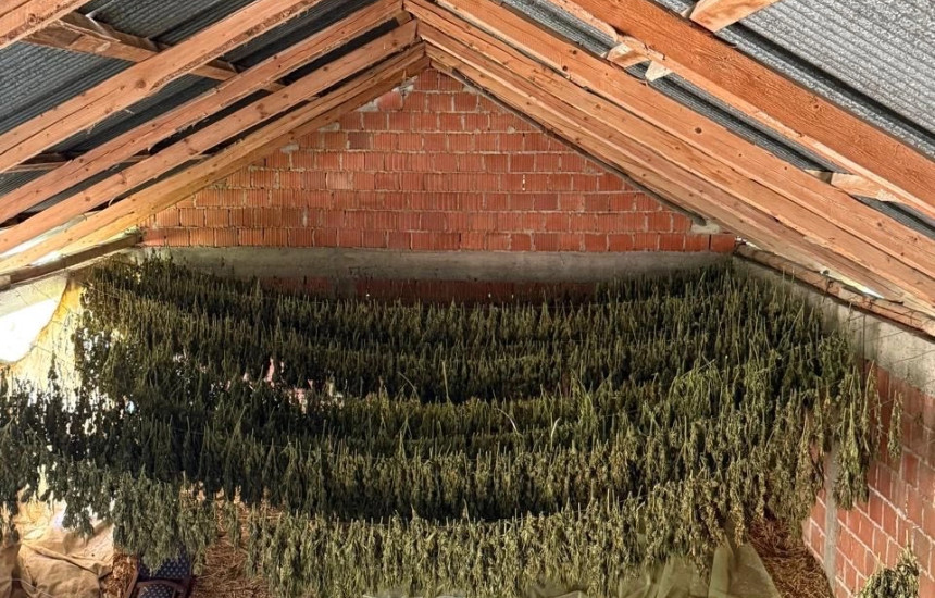 Droge e llojit kanabis