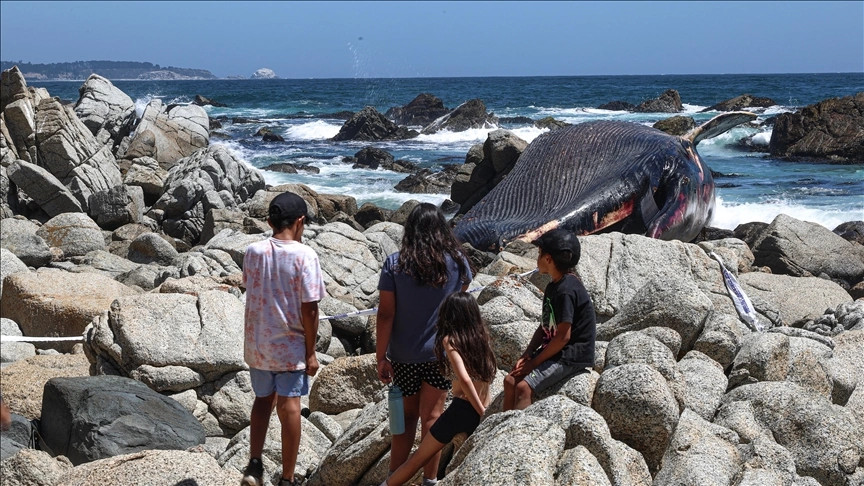 Balena sei e rrezikuar gjendet e ngordhur në bregdetin e Kilit