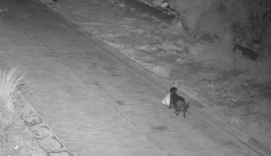 Italiani stërvit qenin për të hedhur bërllokun në vende të paligjshme