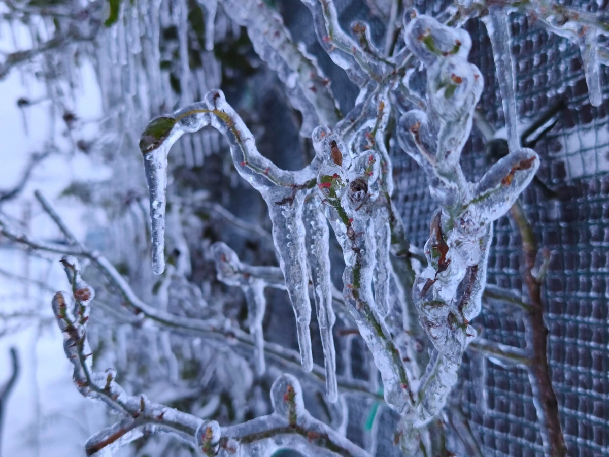 Moti gjatë javës së ardhshme i vranët e me intervale me diell  në mëngjese parashihen ngrica