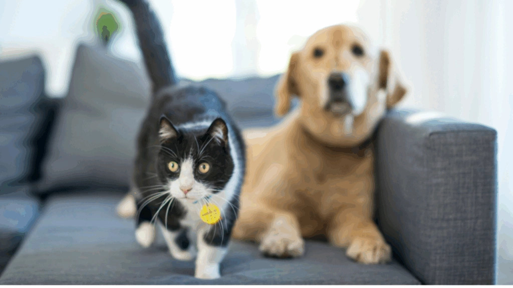 Mërzia për ngordhjen e një kafshë shtëpiake po aq e fortë sa ajo për vdekjen e një njeriu