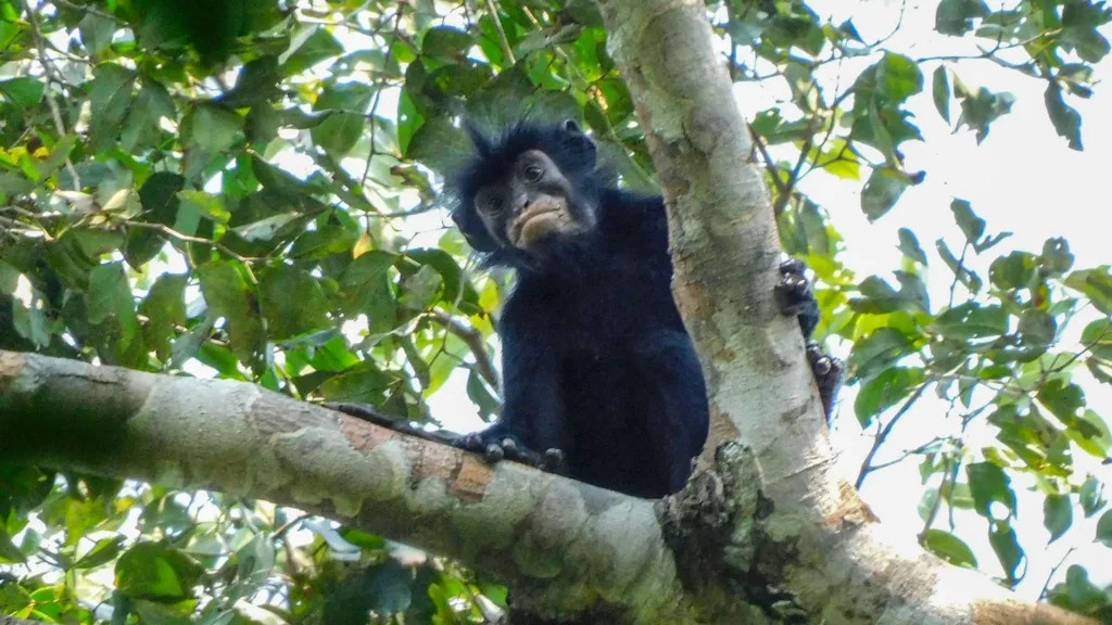 Zbulohet një specie e re majmuni