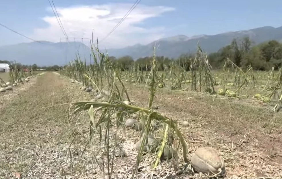 Dëmet ne Bujqesi ne Istog - te shkaktuara nga breshri