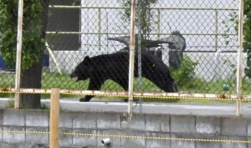 ariu-ekstremisht-inteligjent-ne-japoni-hapi-rubinetin-dhe-nje-dritare-qe-ishte-e-mbyllur