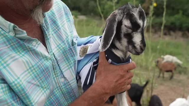 goat
