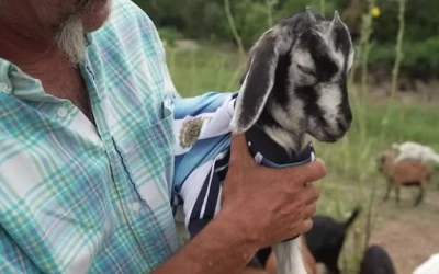 goat