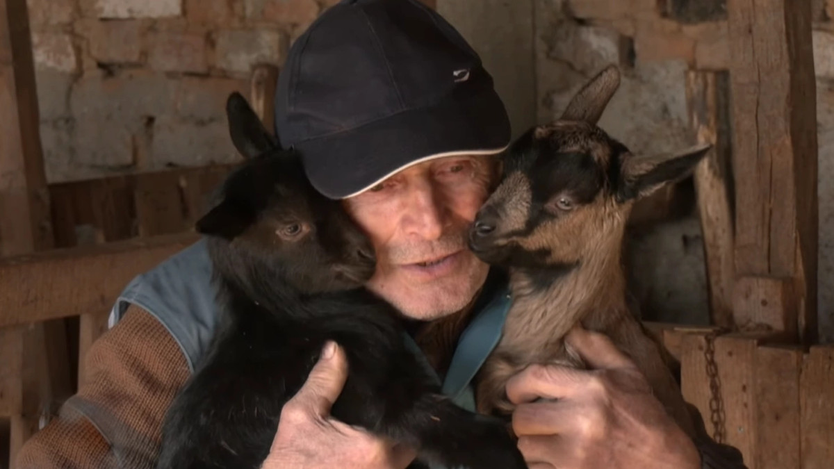 Dhitë alpine franceze  burim të ardhurash për familjen e fermerit pensionist nga Vushtrria