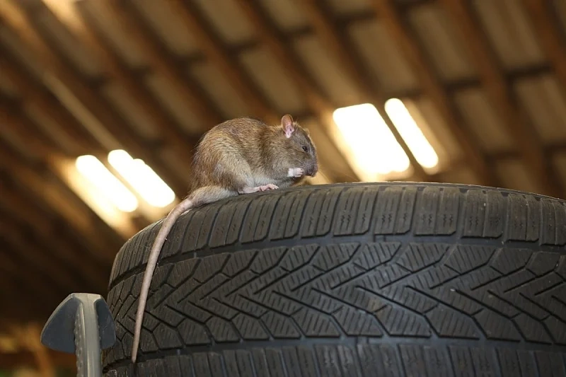 hantavirus