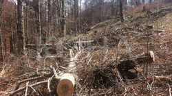 Kapen duke vjedhur dhe transportuar dru ilegalisht, arrestohen 27 persona në Ferizaj