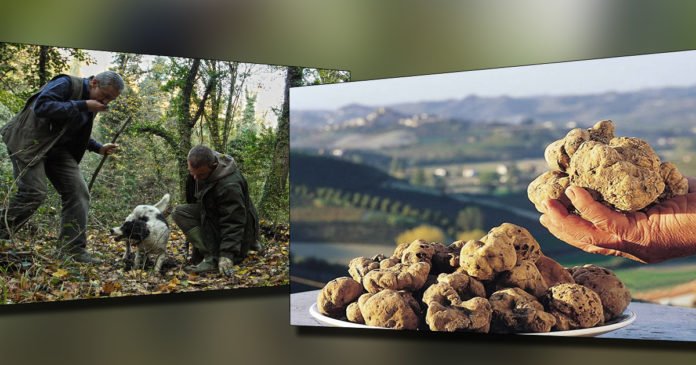 Tartufi, bima që kushton mbi 1000 euro kilogrami