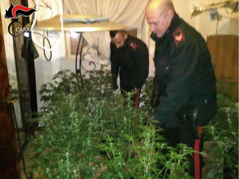 Kapen në Itali 800 kg drogë nga Shqipëria, 15 të arrestuar
