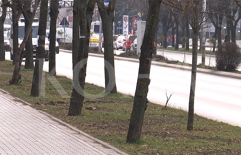 Komuna dyfishon numrin e drunjve të mbjellë