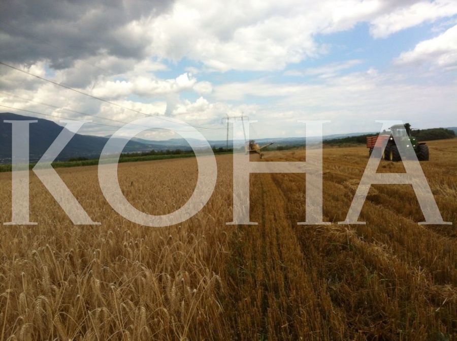 Foto: Koha