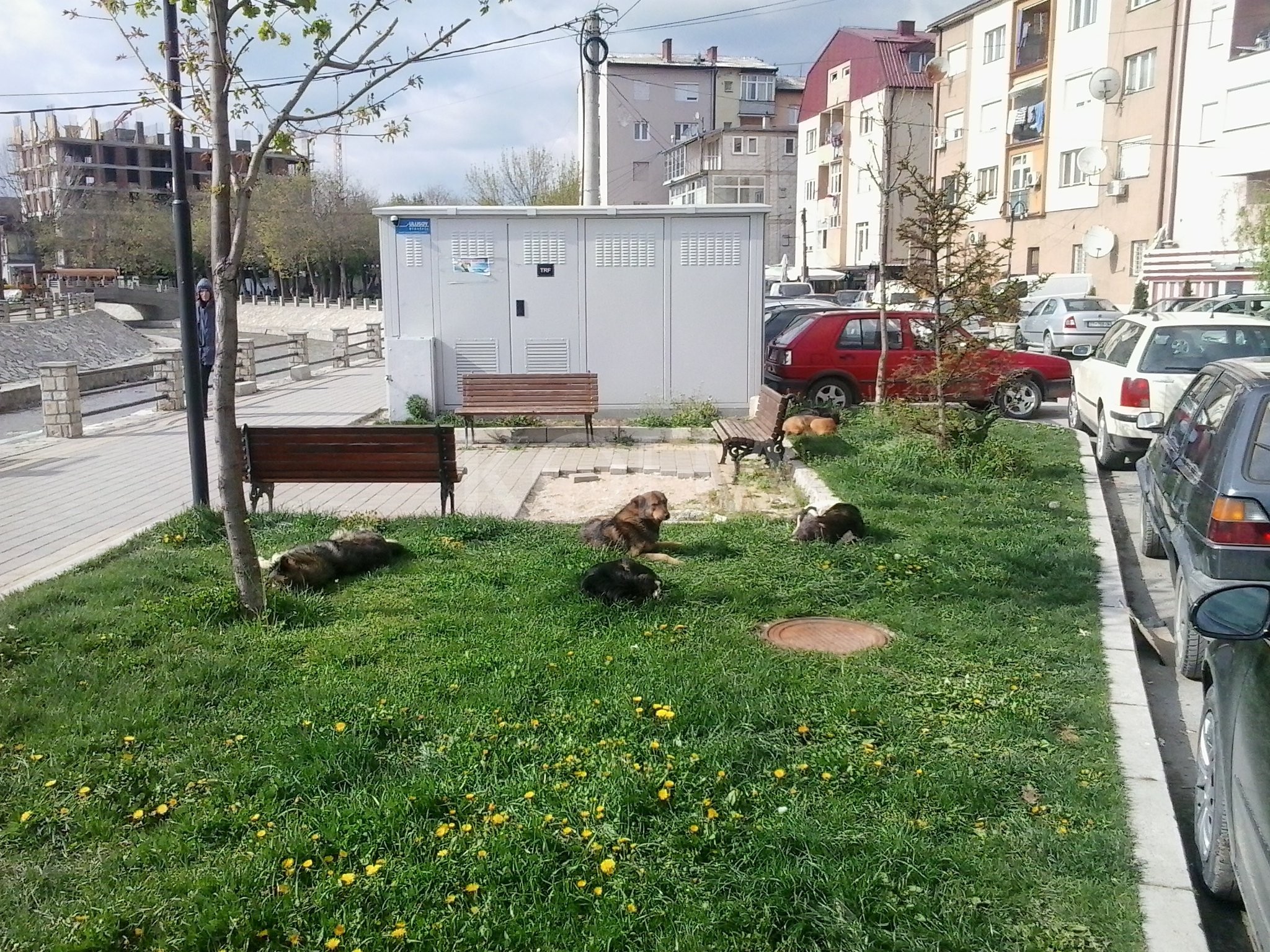 Podujeva kërkon zgjidhje nga AUV-i për qentë endacakë
